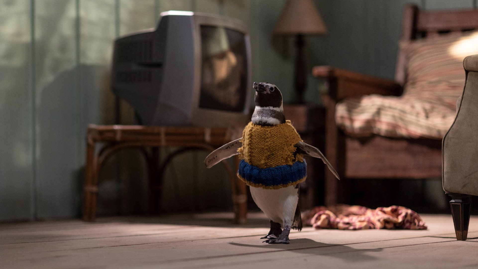 My Penguin Friend on Showmax